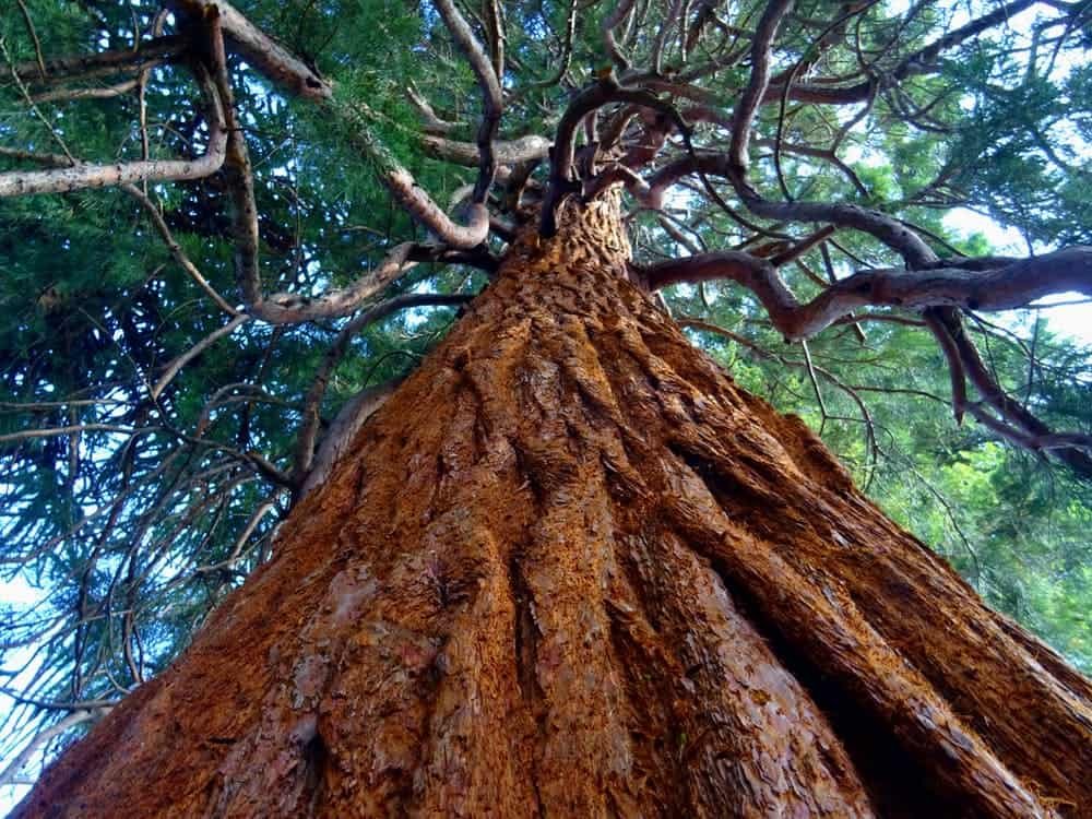 nature, a tree trunk to show a mother's strength and stability