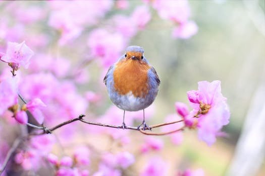 nature, a lonely bird to show a mother's worry and isolation