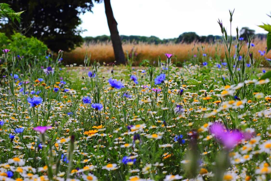 nature, a field of wildflowers to show a mother's creativity