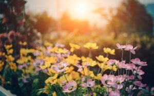 Creativity, a beautiful field of flowers at sunset