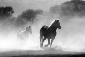 Creativity, wild horses galloping