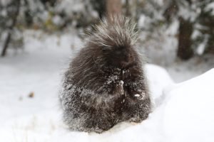 a porcupine in the winter comically used as an image for acupuncture