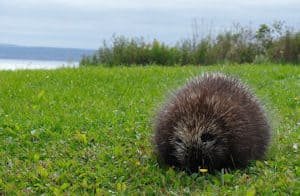 A porcupine chilling out seaside.