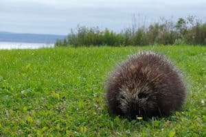 Acupuncture: Get Your Inner Peace and Porcupine On