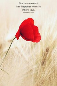 love quote with single red flower...