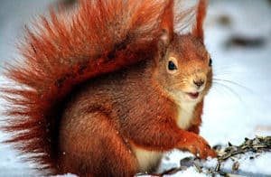 a squirrel in the snow