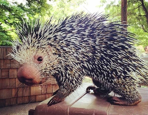 A porcupine with anxiety.