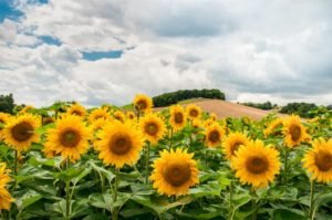 Autism: a sunflower field