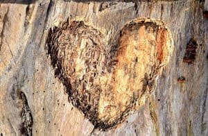 a heart carved in a tree trunk