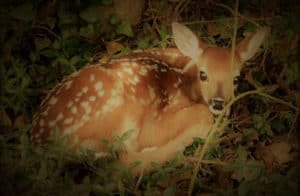 A deer in a wooded patch