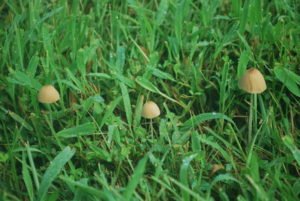 concussion: mushrooms in a patch of grass