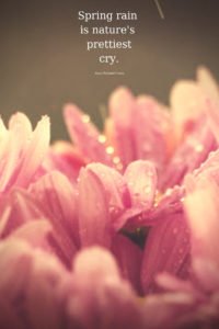 pink flowers in the spring rain