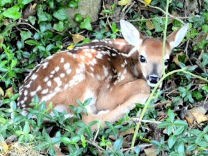 a fawn in the woods...