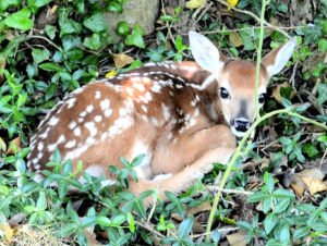 a fawn in a wooded patch