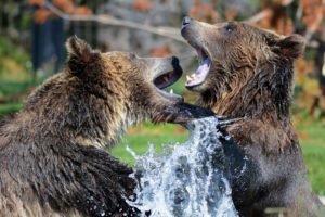 rain, two bears sparring 