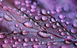 rain on a purple leaf