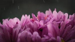 rain and beautiful flowers