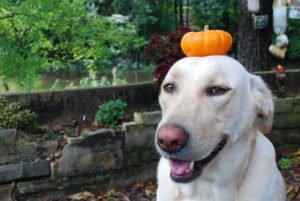 a yellow lab smiling...