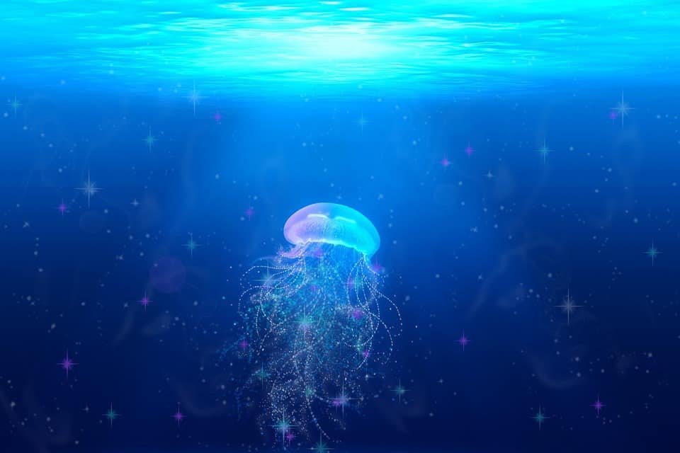 creativity booster, a jellyfish in peaceful waters