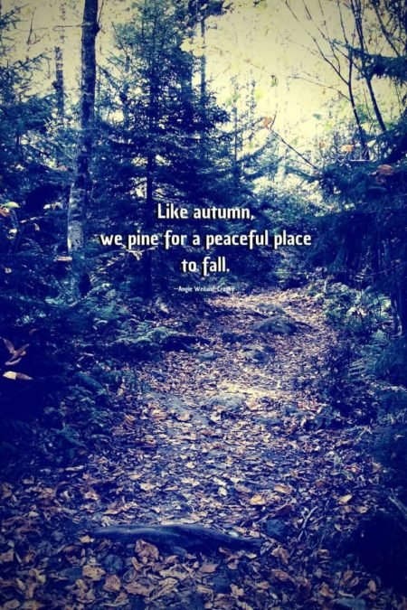 grief quote with autumn forest...Like autumn, we pine for a peaceful place to fall.