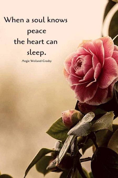 soulful quote with a pink rose...When a soul knows peace the heart can sleep.
