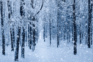 winter quotes, a picture of a snowy forest...