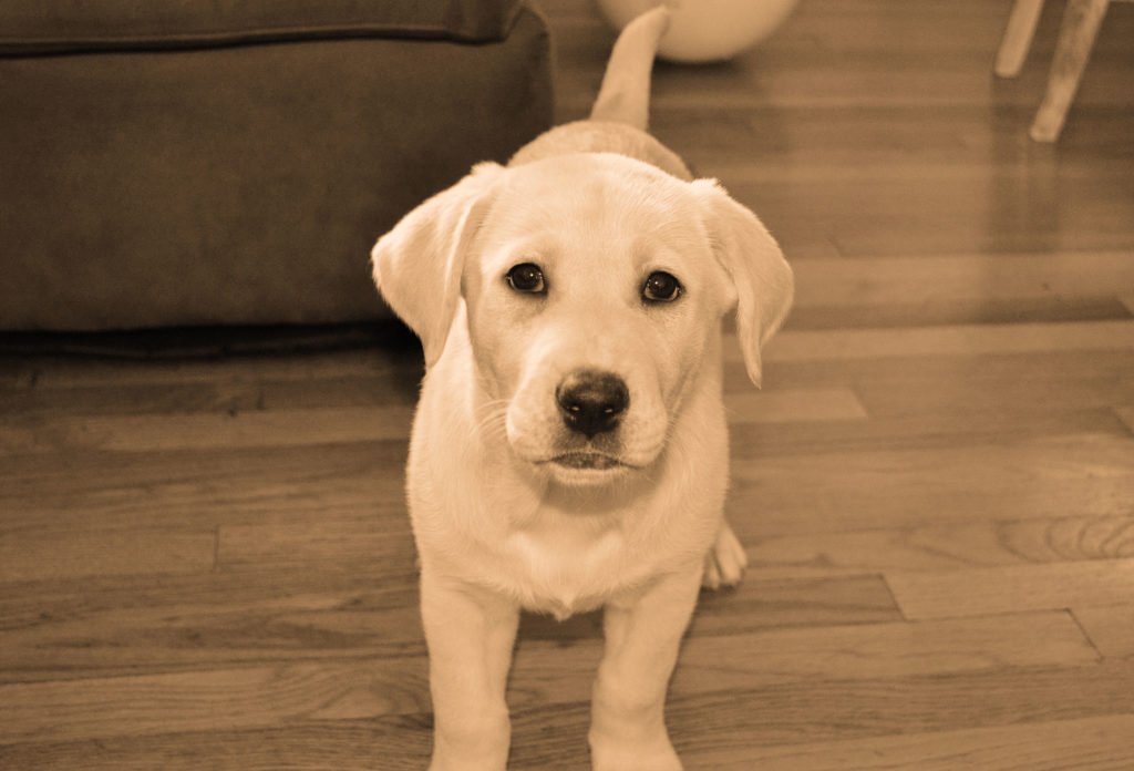 a lab puppy...