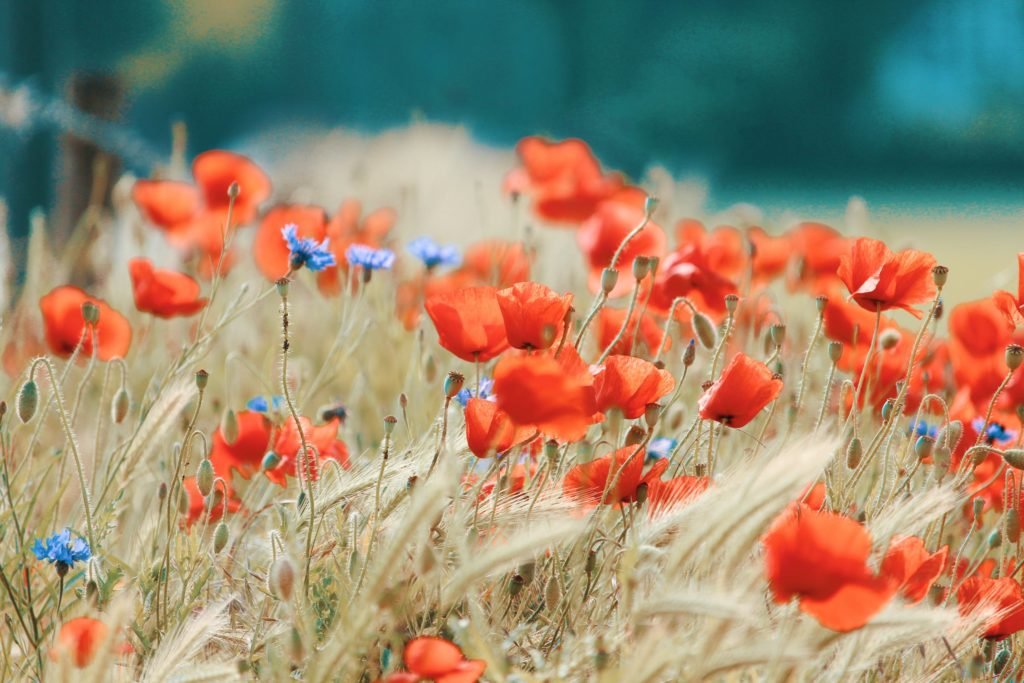 red and blue wild flowers in a meadow...