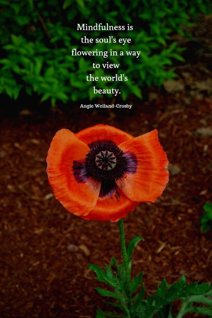 mindfulness quote with an orange flower..."Mindfulness is the soul's eye flowering in a way to view the world's beauty." Angie Weiland-Crosby