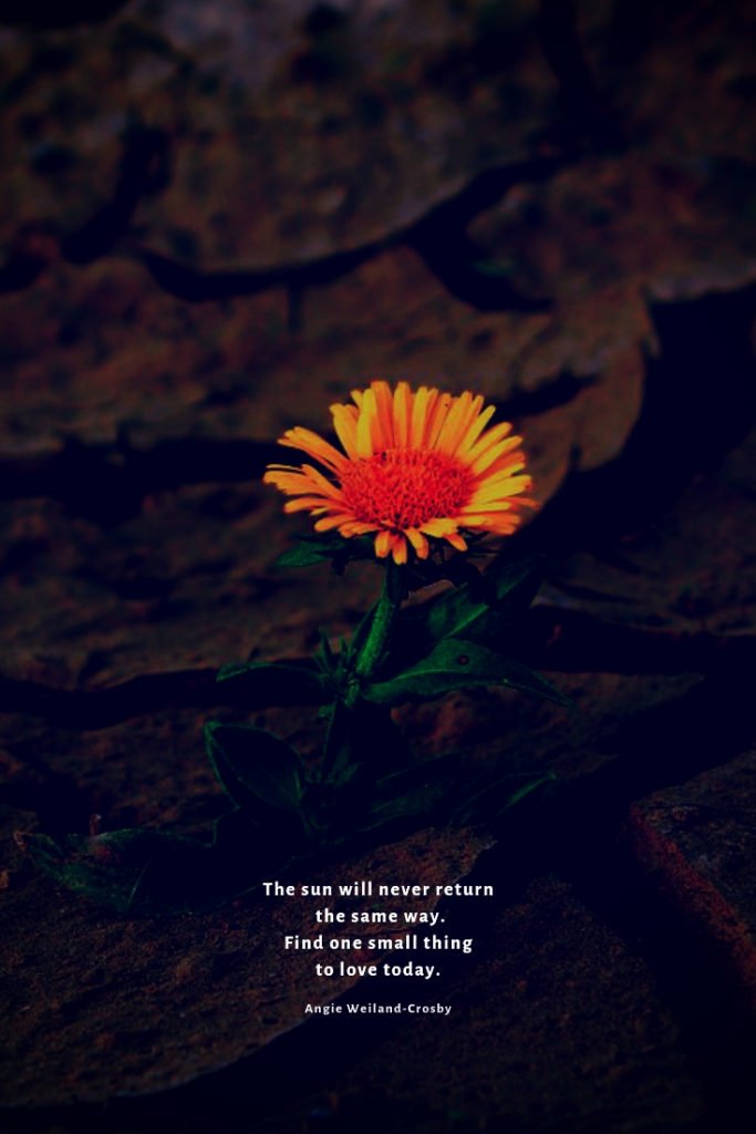 inspirational quote with a yellow flower...