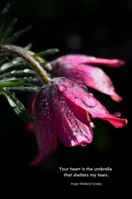 love quote with a red flower & raindrops...