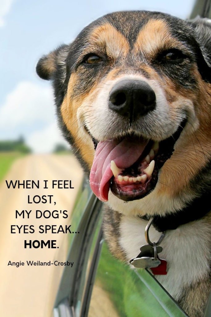 dog quote | a picture of a dog in on the open road..."When I feel lost, my dog's eyes speak...home."