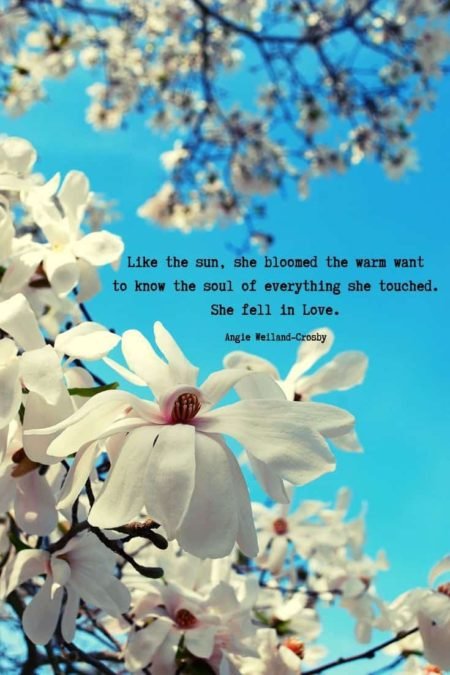 love quotes | self love quotes | soul quotes | a picture of nature with beautiful white blossoms on a tree in the springtime | 