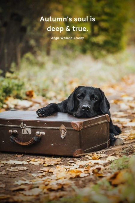 a picture of a black lab with a trunk in autumn...