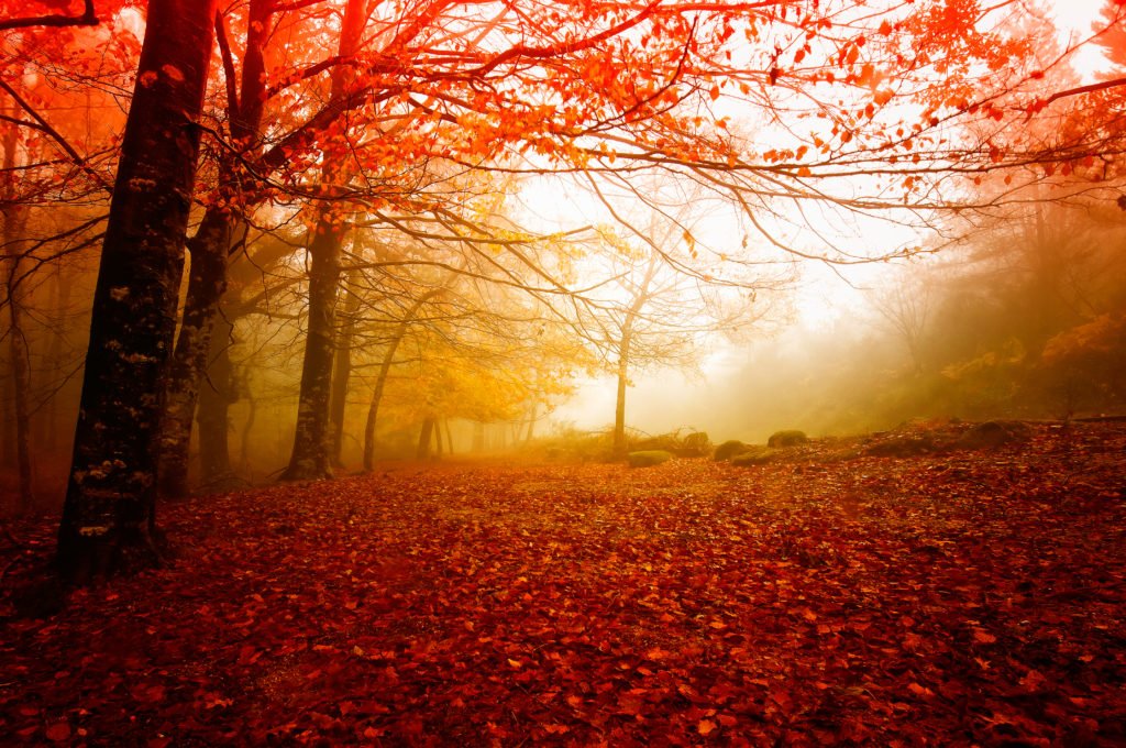 Gerês N. P. Portugal in beautiful Autumn colors...