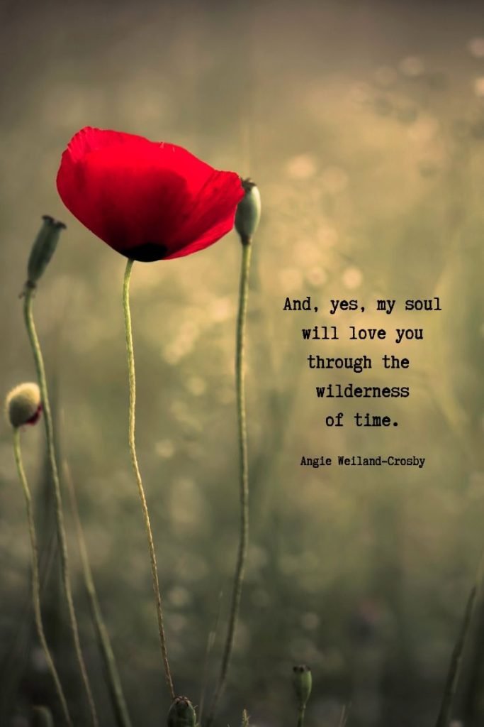 a picture of a red poppy | "And, yes, my soul will love you through the wilderness of time."