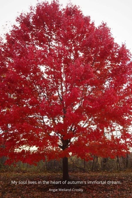 autumn soul quote with fall red tree...