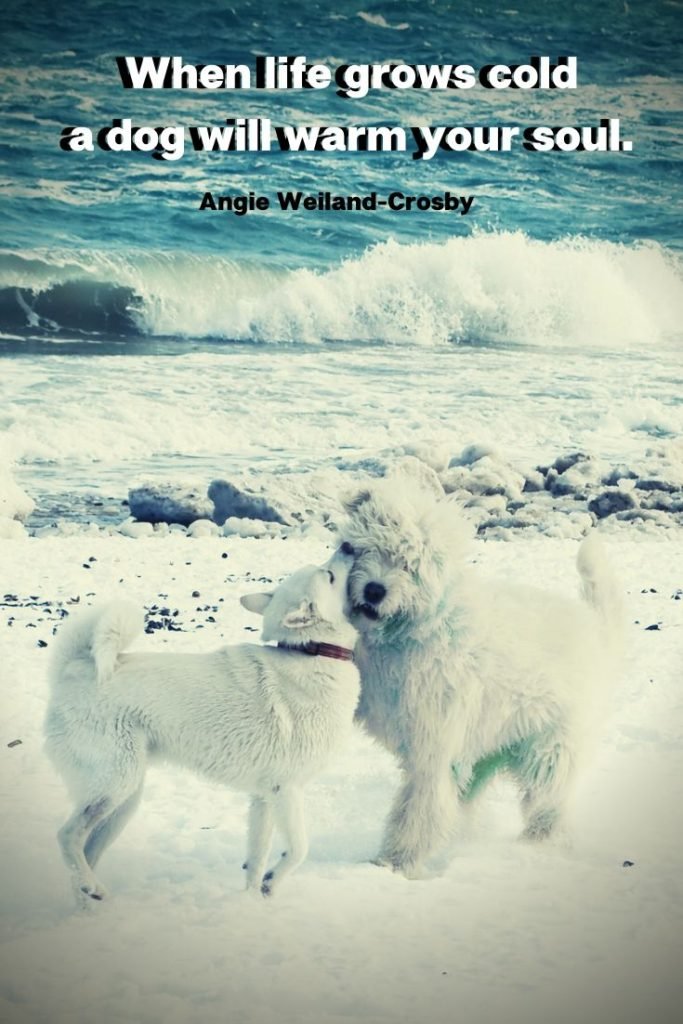 loving dogs on a winter beach...