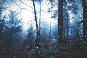 fireflies in the woods at dusk...