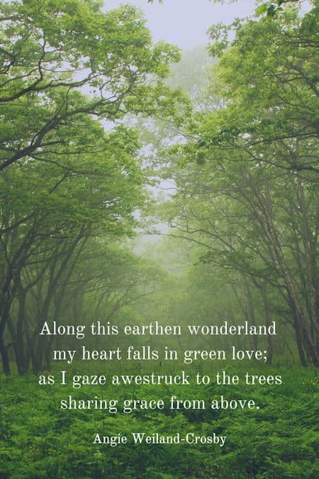 tree quote with a beautiful green landscape...