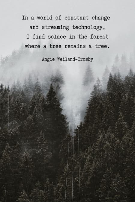 tranquility quote with a moody nature forest...