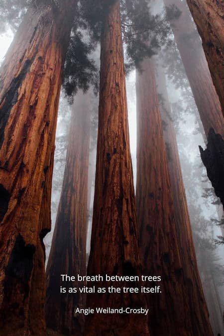 a foggy redwood forest...