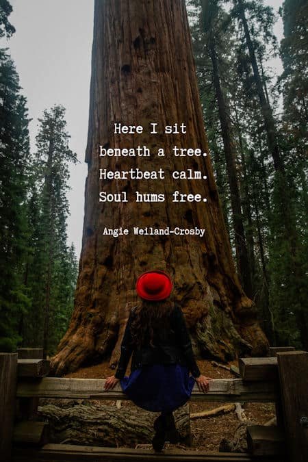 tree quote with a woman sitting beneath a tree...