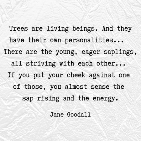 words from Jane Goodall about trees...