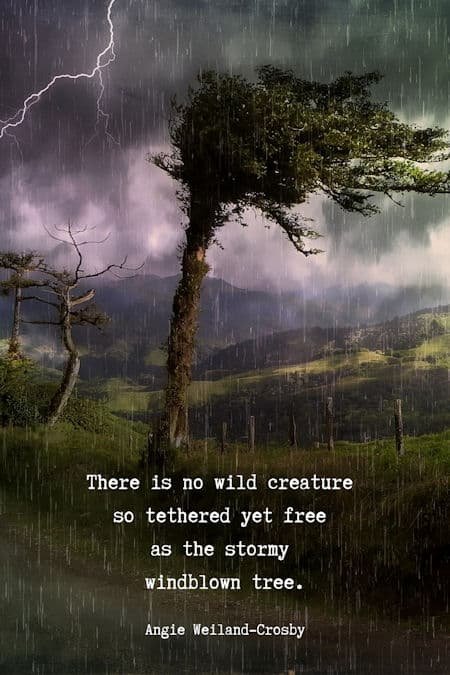 tree quote with a storm and a windblown tree...