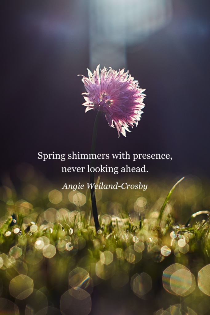 spring quote with a beautiful flower | Photo by Zoltan Tasi