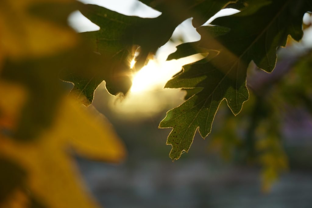 sunlit oak leaves | Photo by Alexander Kagan