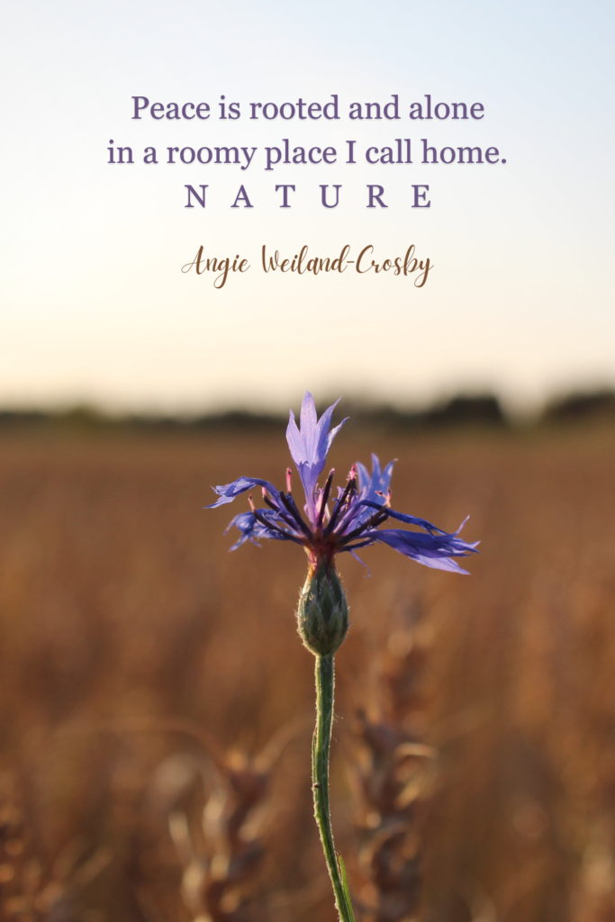inspirational nature quote with a purple flower in a field . . . 