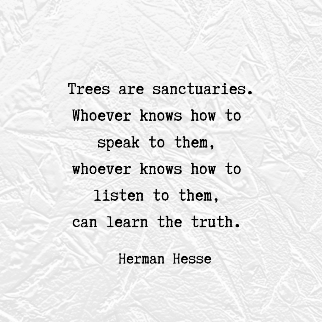 tree quote by Herman Hesse . . . 