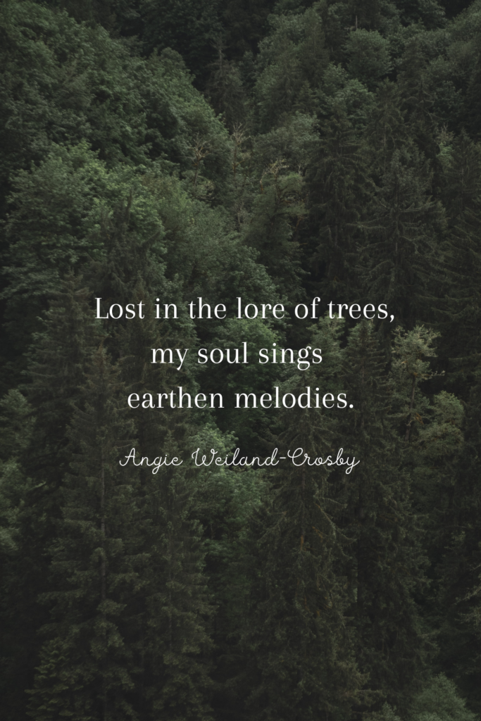 tree quote with a forest | Photo by Matej Sefcik